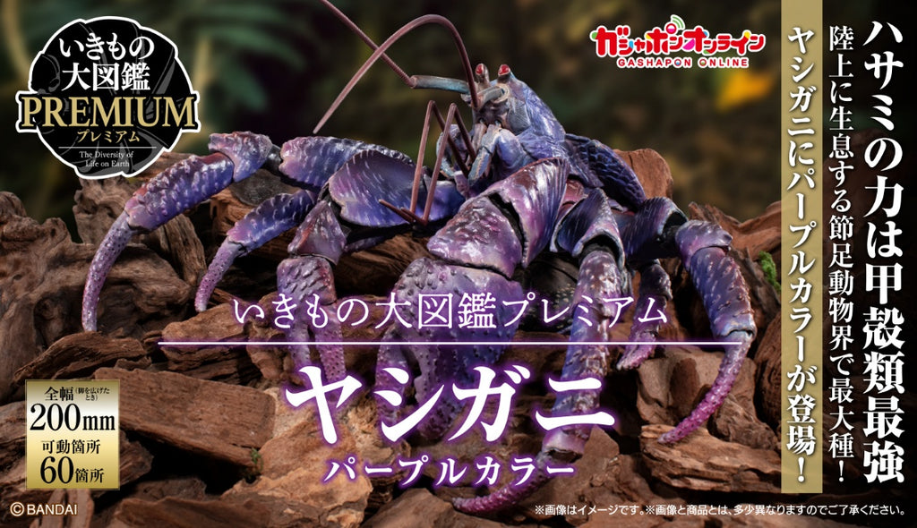 生物大圖鑑 椰子蟹 紫色 正面