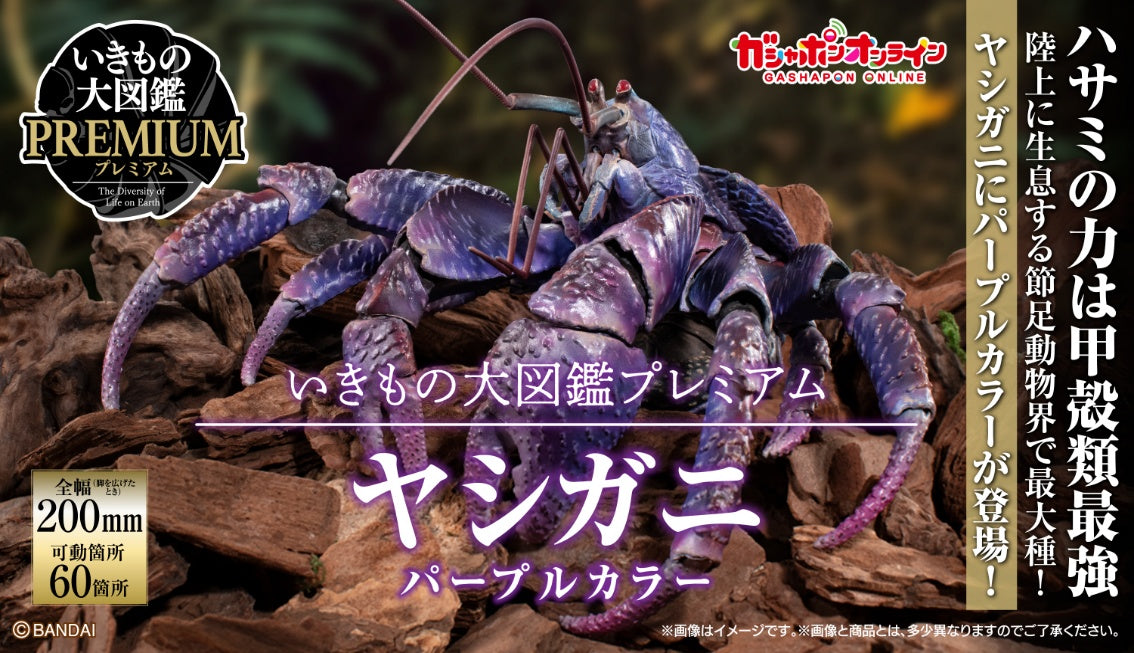 生物大圖鑑 椰子蟹 紫色 正面